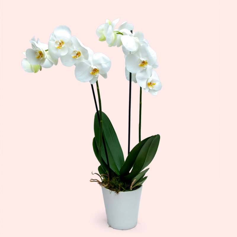 ORCHIDEA PHALENOPSIS BIANCA