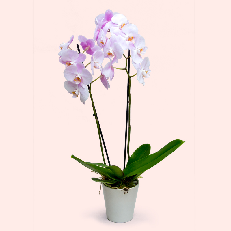 ORCHIDEA PHALENOPSIS ROSA
