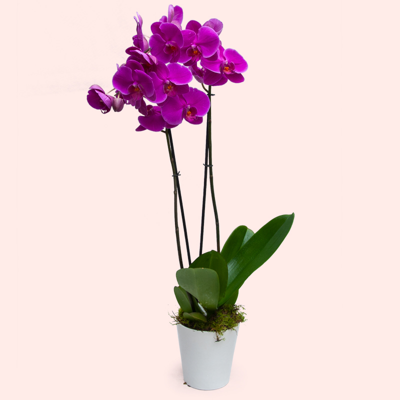 ORCHIDEA PHALENOPSIS FUXIA