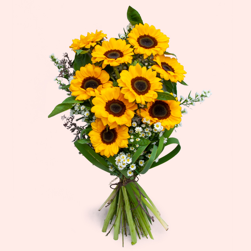 GIRASOLI A NUMERO