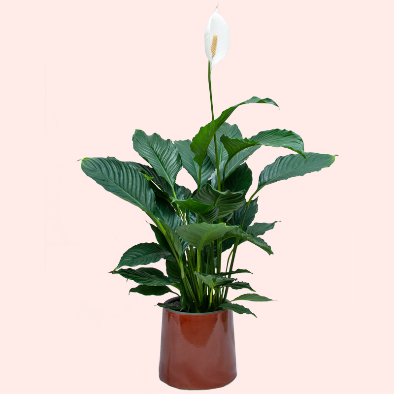 SPATIPHYLLUM PIANTA