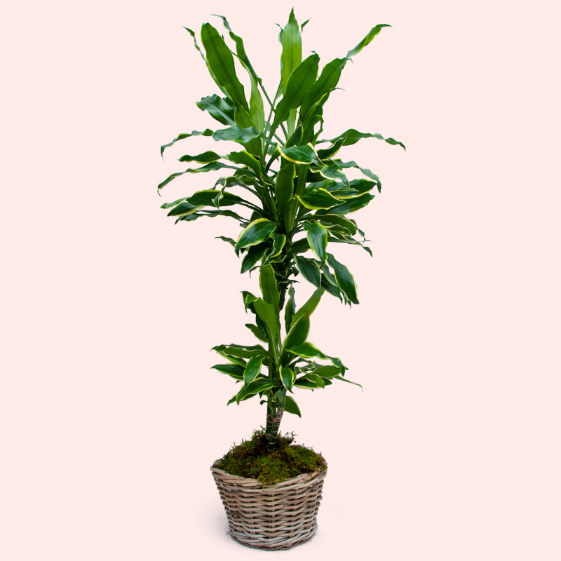 DRACENA PIANTA