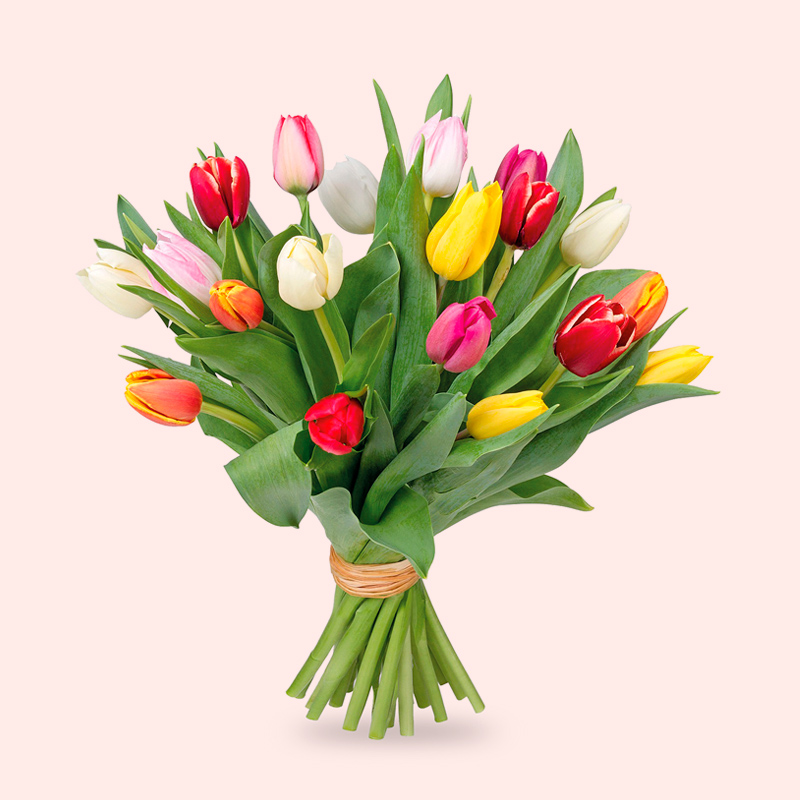 TULIPANI A NUMERO