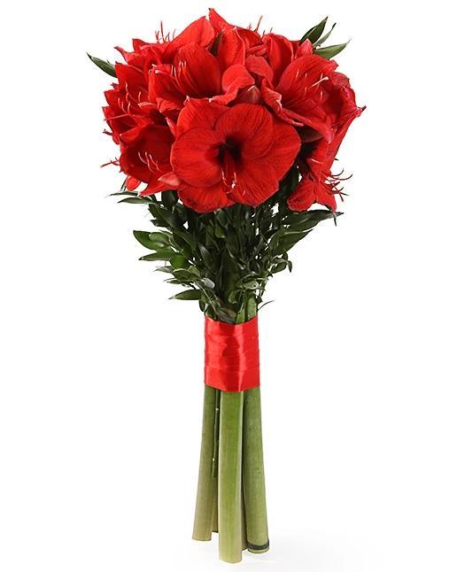 AMARYLLIS A NUMERO