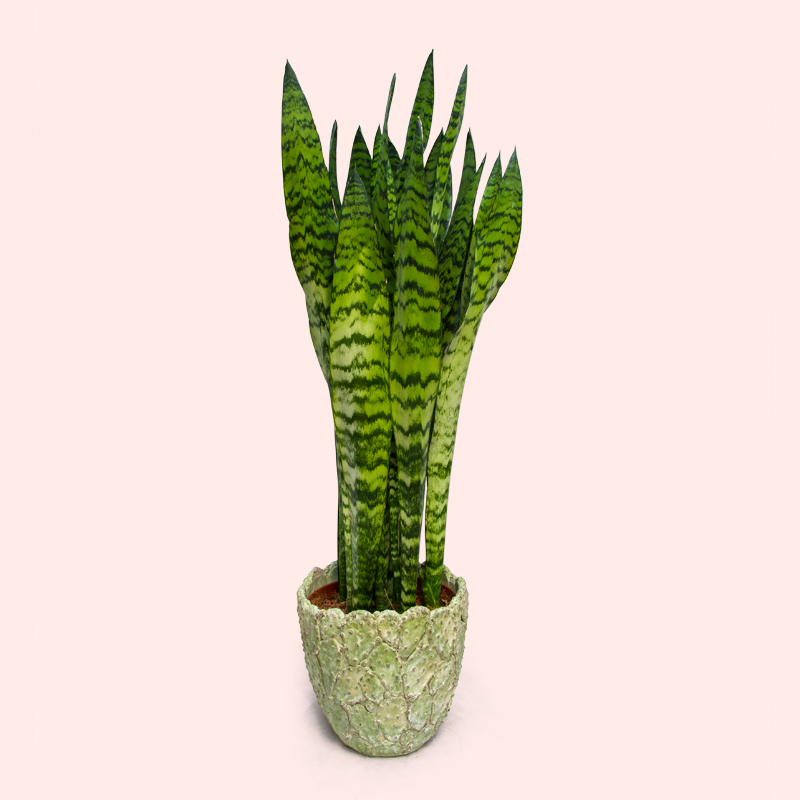 SANSEVIERIA