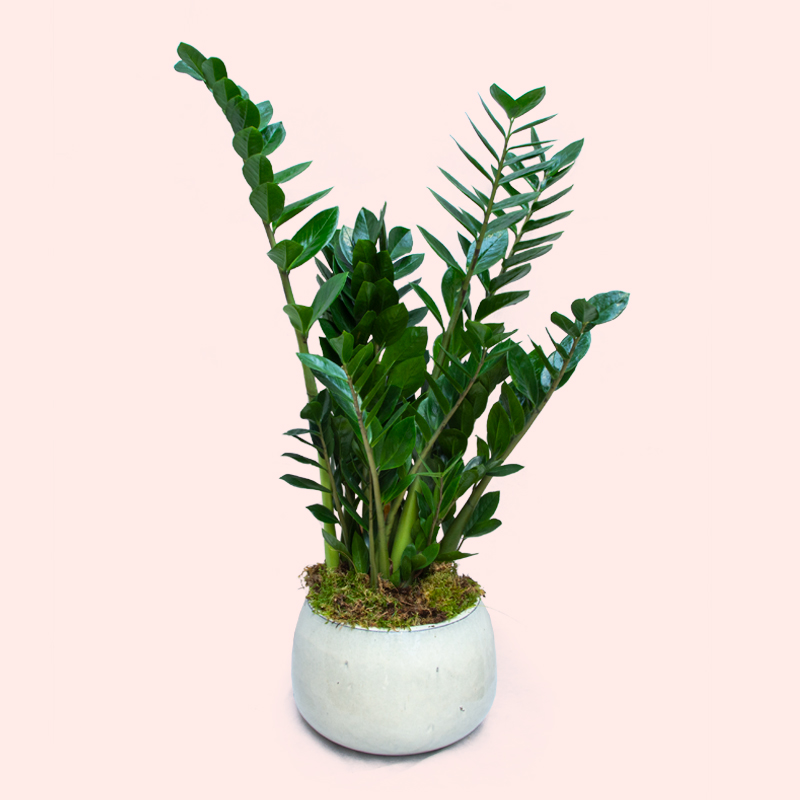 ZAMIOCULCAS