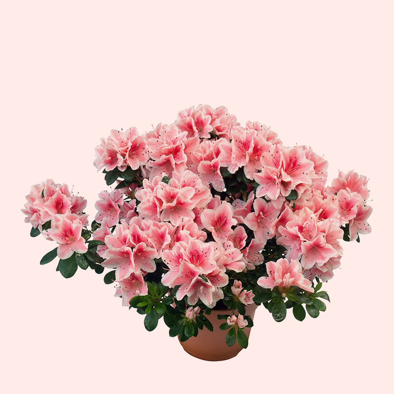 AZALEA