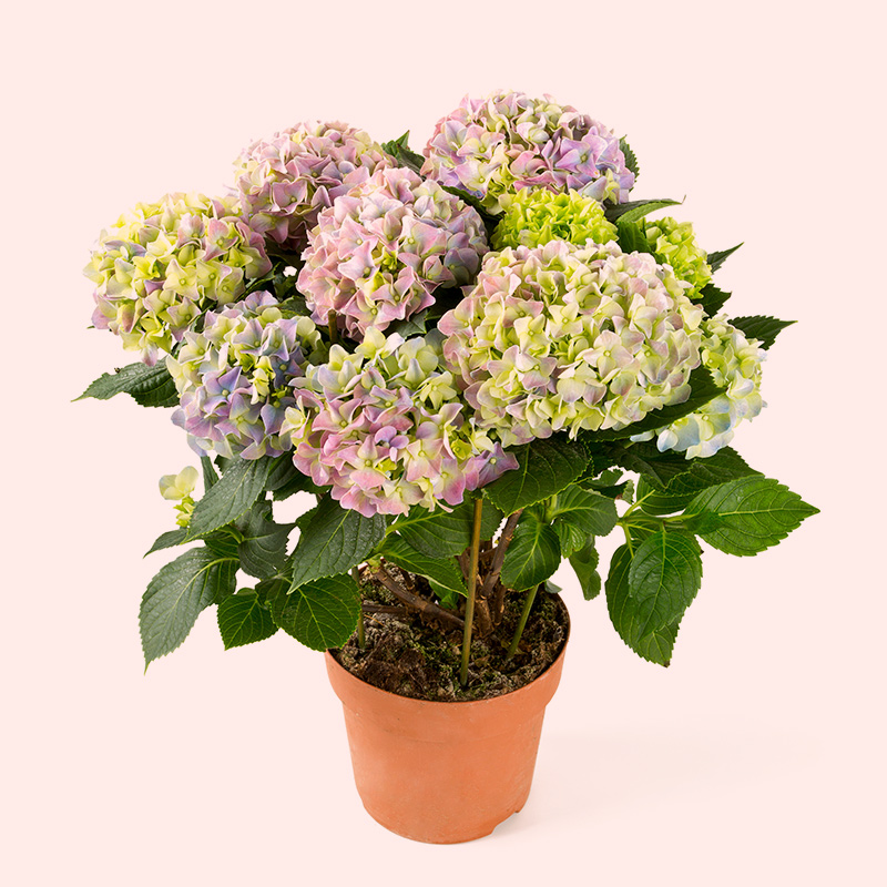 Ortensie : Potatura E Manutenzione - Foto 6